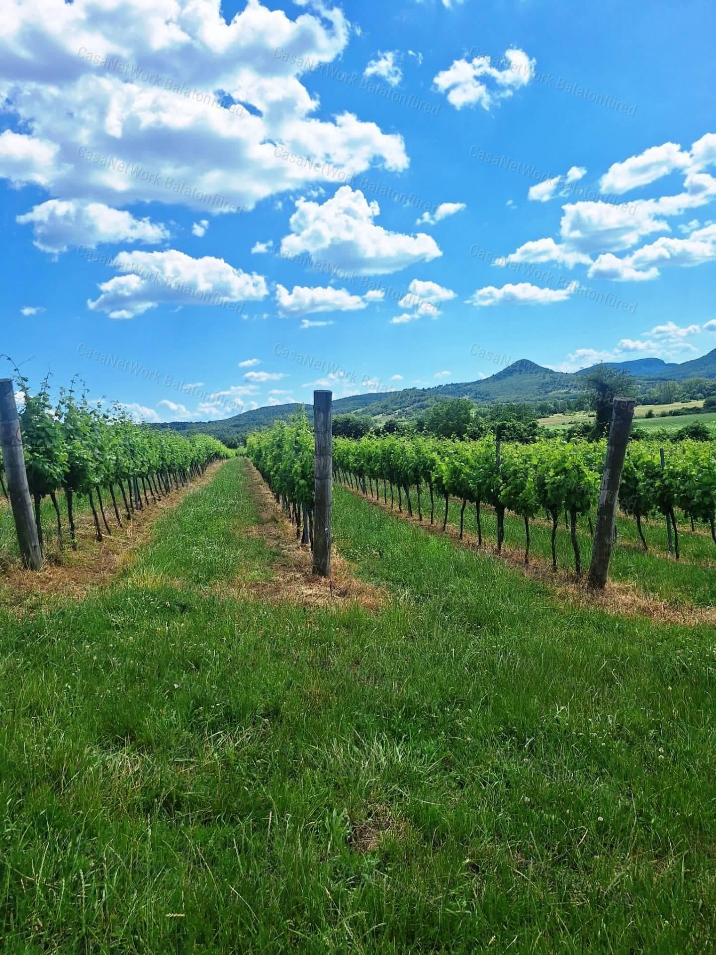 Weinbaufläche mit Legelnd in Balatonakali